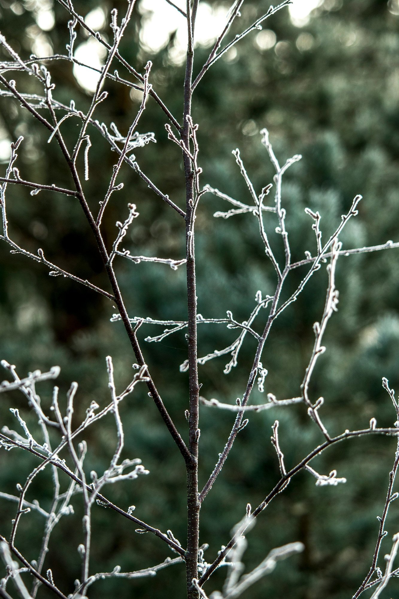 bas-van-den-eijkhof-p1K_6Rx00zw-unsplash